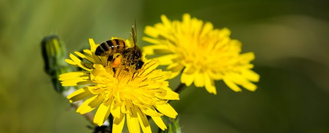 Pollen Fungal Spores Report LSAI