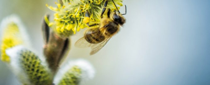 Research on Allergies