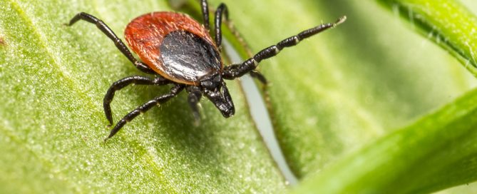 Tick