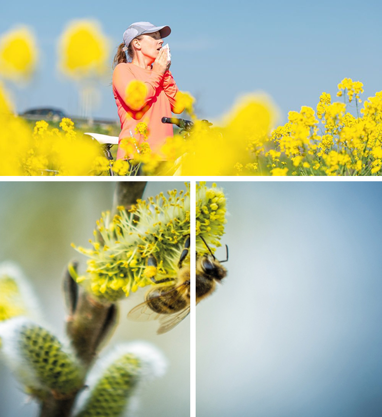 A female cyclist blowing her nose in a field of yellow flowers above a close-up of a honey bee on a willow catkin