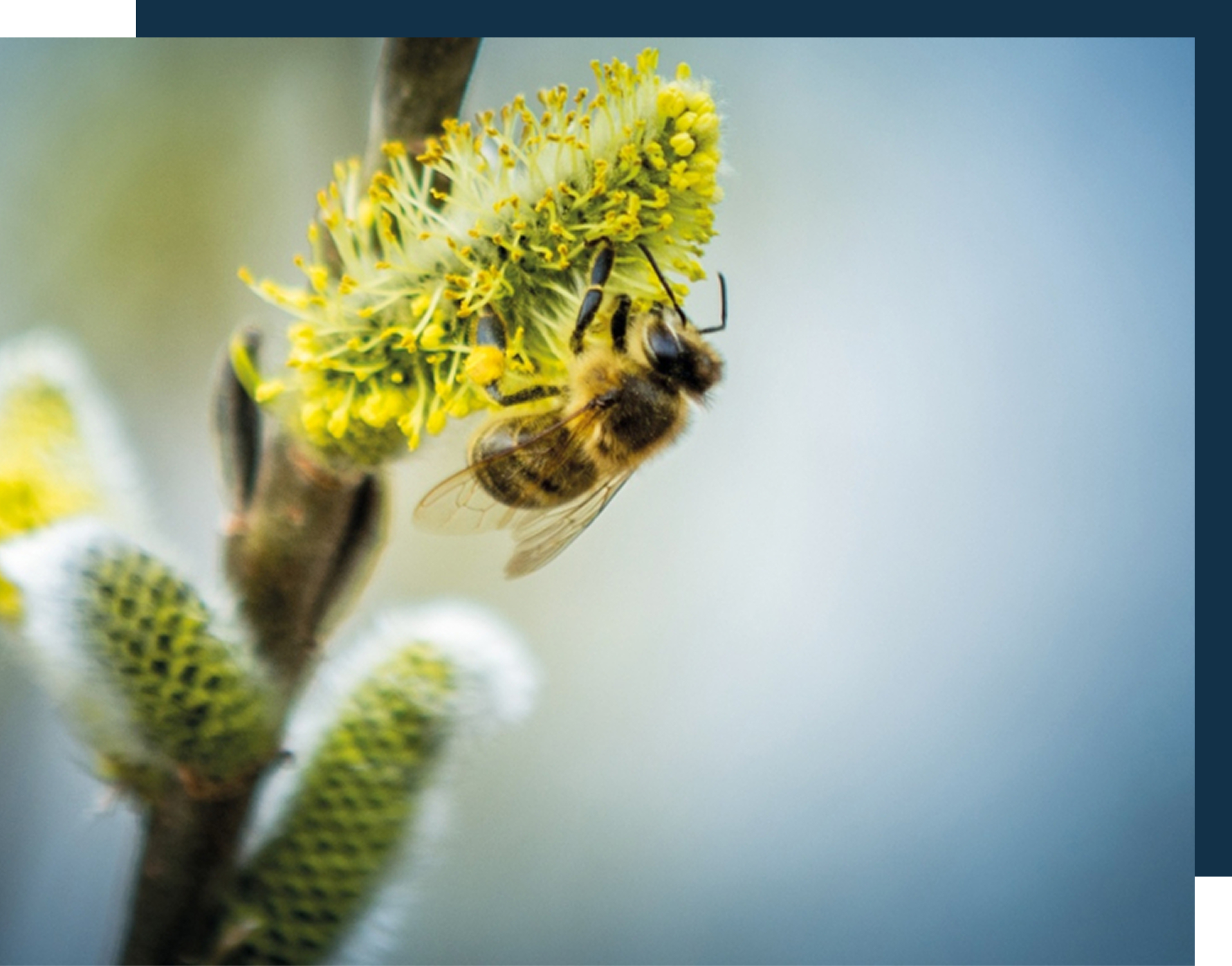 Bee Pollen Allergies