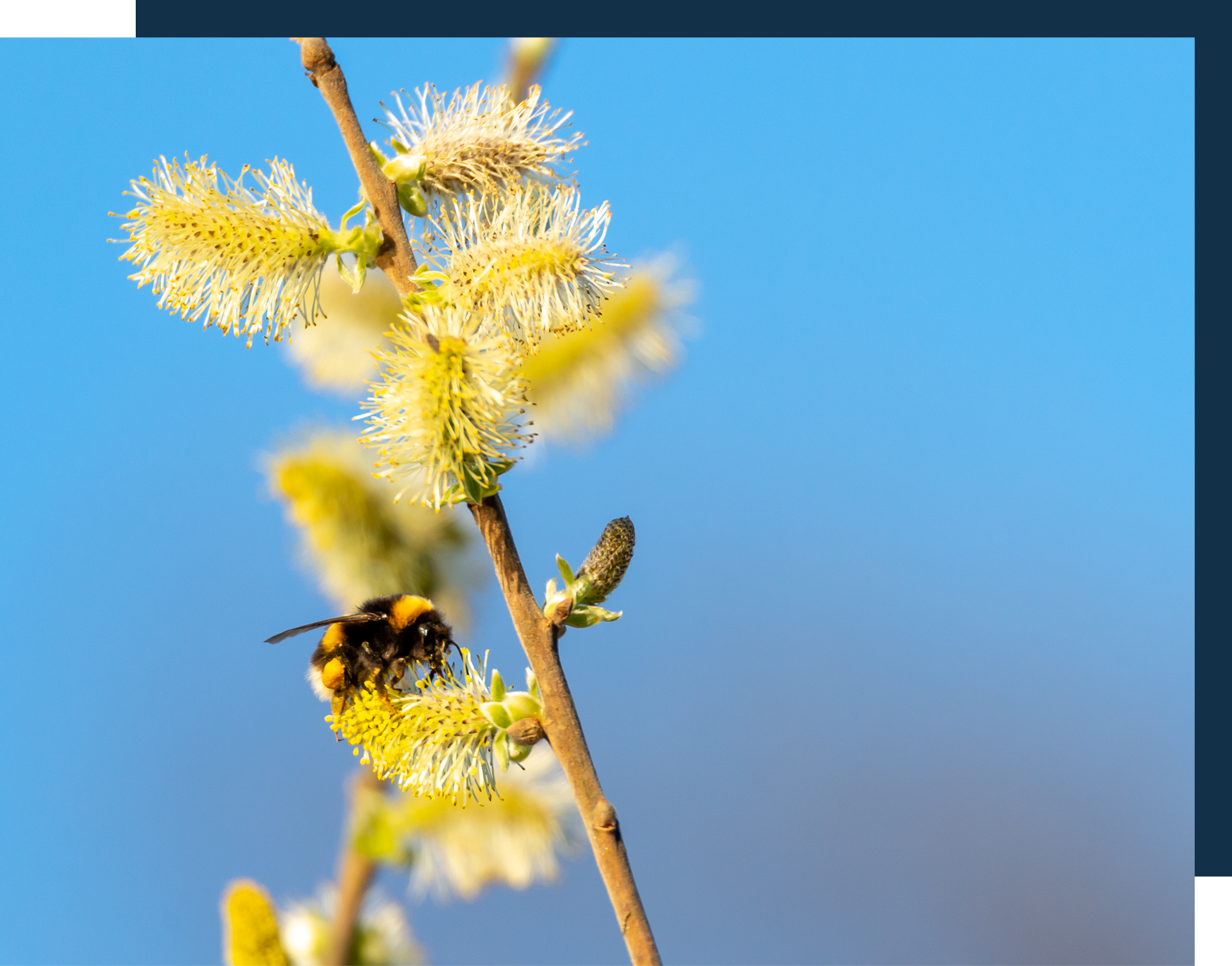 Bee Pollen
