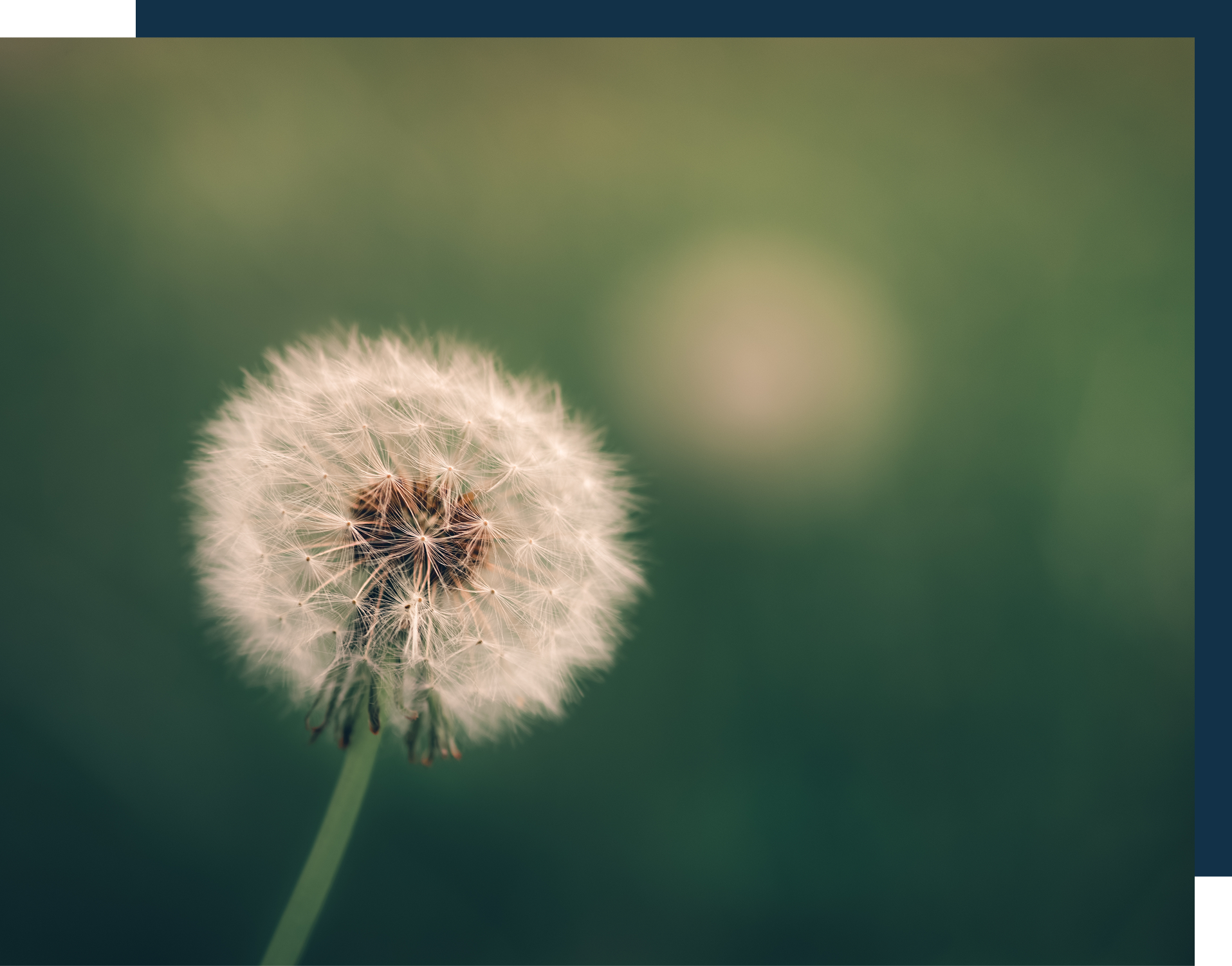 Dandelion seed Pollen