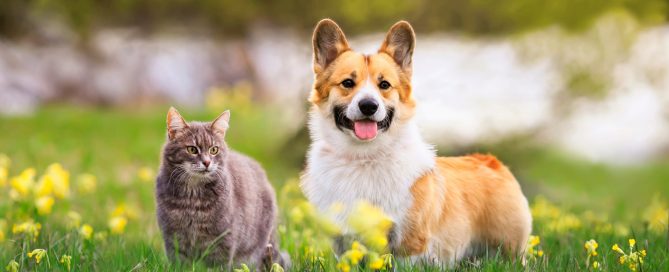 Algorithm for diagnosis of allergy to pet animals